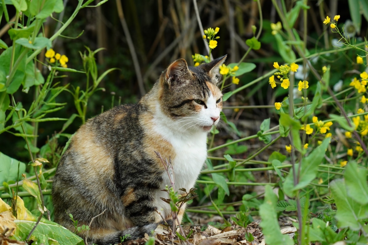 日本人与猫 又到一年猫之日 你还不知道这些岛国猫咪的小秘密 All About Japan