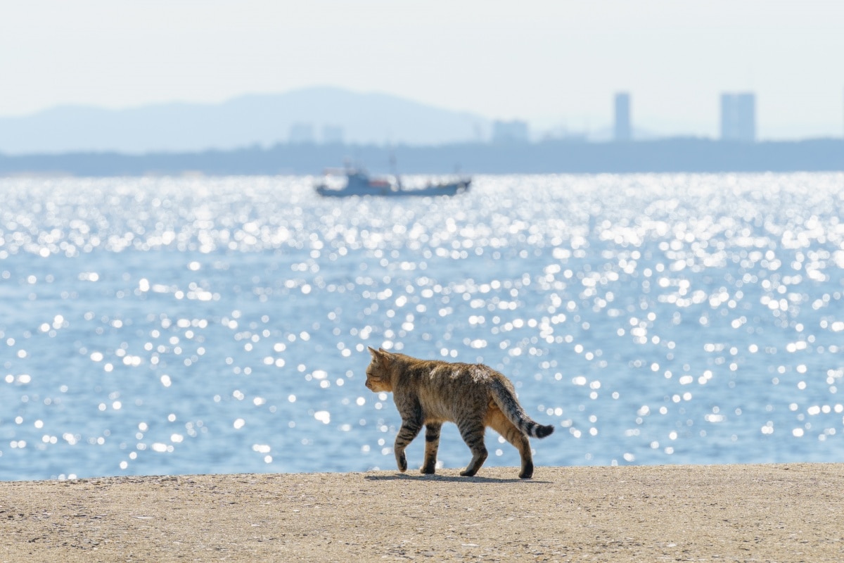 日本人与猫 又到一年猫之日 你还不知道这些岛国猫咪的小秘密 All About Japan