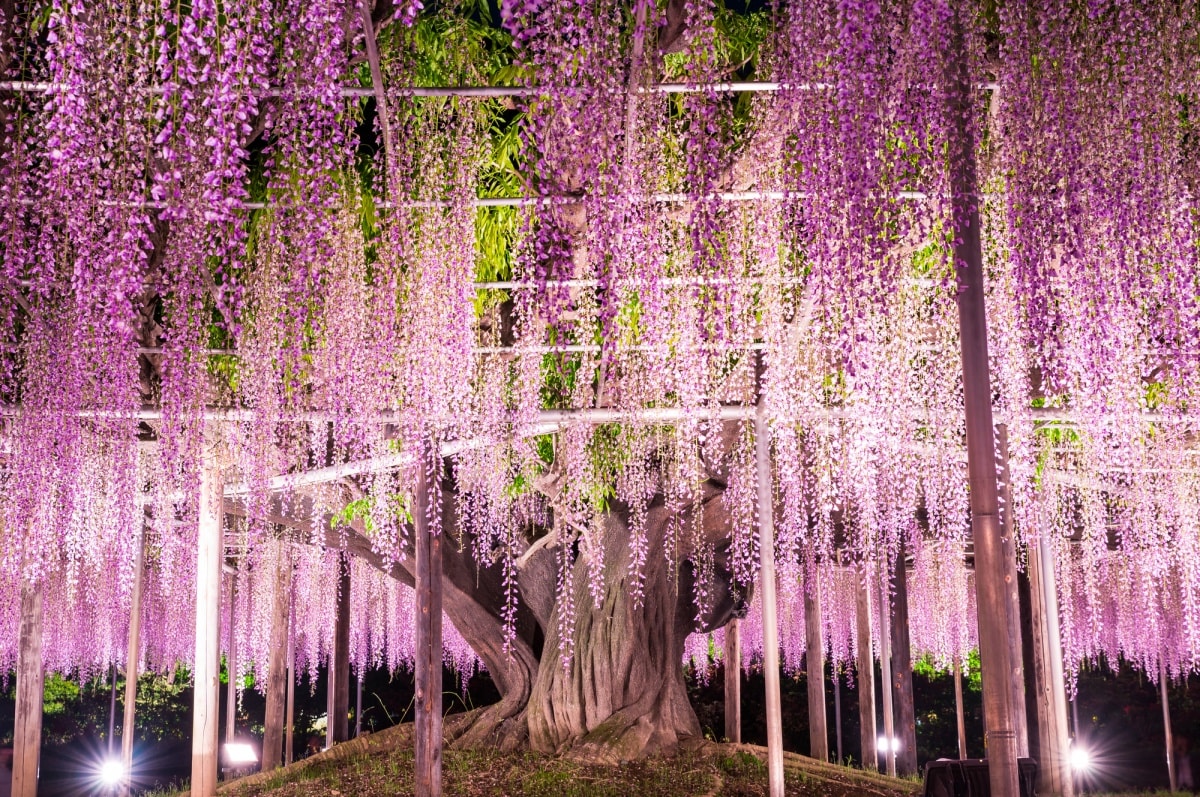 4. ชมความงามของดอกวิสทีเรียที่สวนดอกไม้อาชิคางะ โทชิงิ (Ashikaga Flower Park, Tochigi)