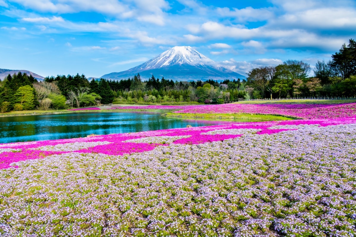 8. เที่ยวเทศกาลดอกชิบะซากุระและวิวภูเขาไฟฟูจิ ยามานาชิ (Fuji-Shibazakura Festival, Yamanashi)