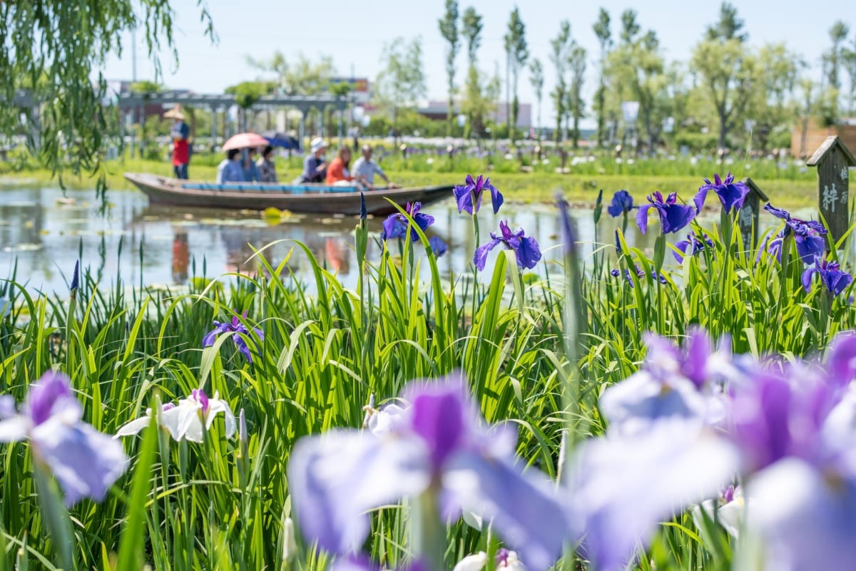 10. ล่องเรือชมวิวเมืองและเที่ยวเทศกาลดอกซากุระเมืองซาวาระ ชิบะ (Sawara, Chiba)