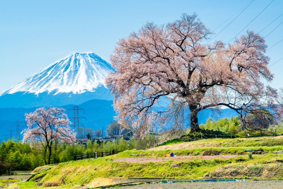 山梨八岳賞櫻樂