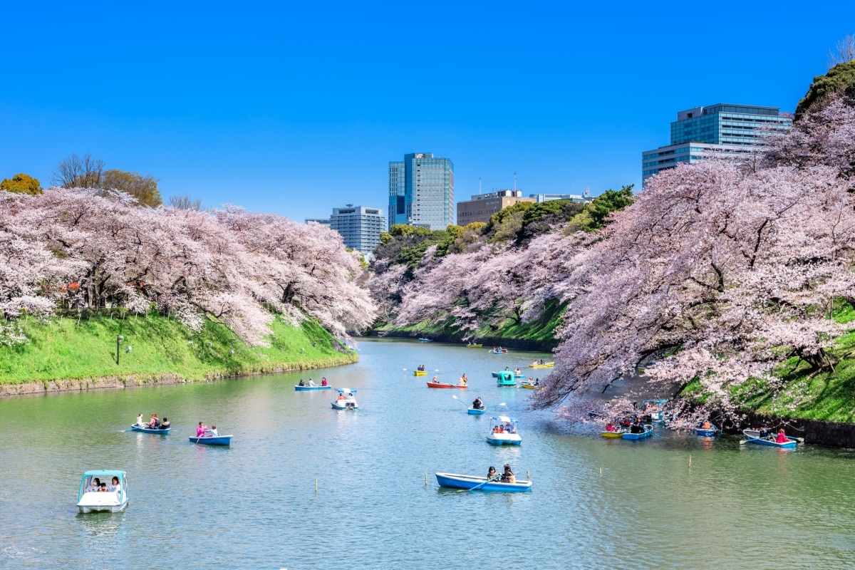 日本自由行春天的极致浪漫东京赏樱最强攻略