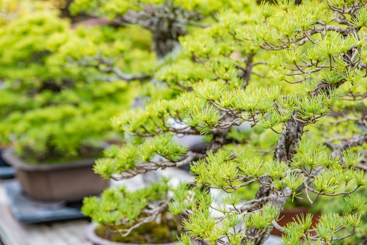 1. หมู่บ้านบอนไซโอมิยะ จังหวัดไซตามะ (Omiya Bonsai Village, Saitama)