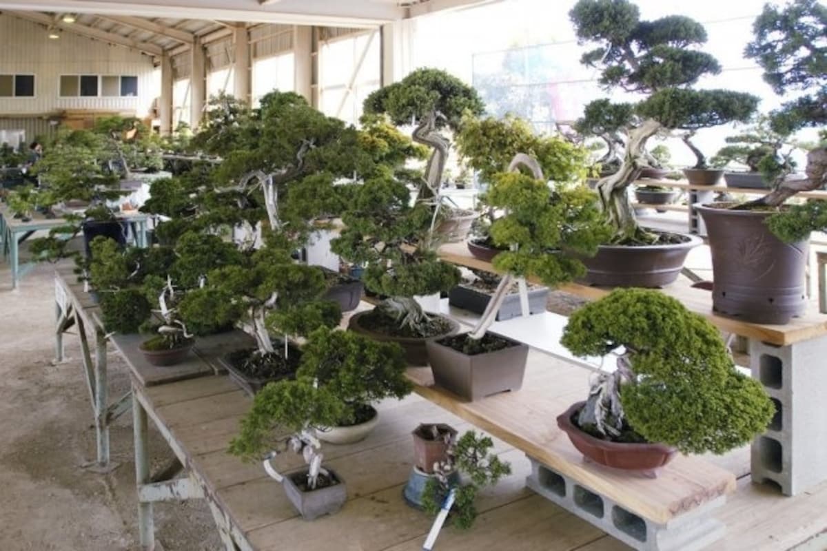 2. ศูนย์บอนไซคินาชิ จังหวัดคางาวะ (Kinashi Bonsai Centre, Kagawa)