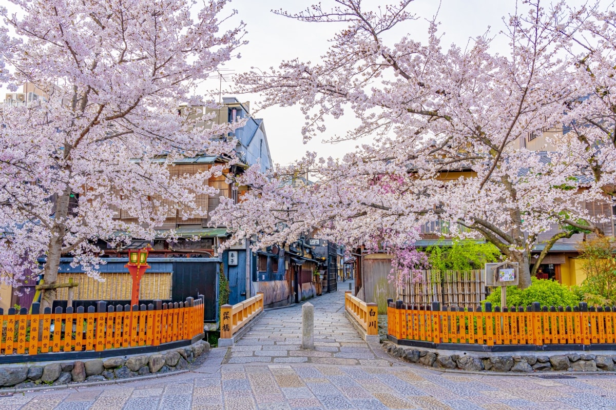 深度日本：梅花才是赏花圈C位？“花见”与樱花上位的秘密