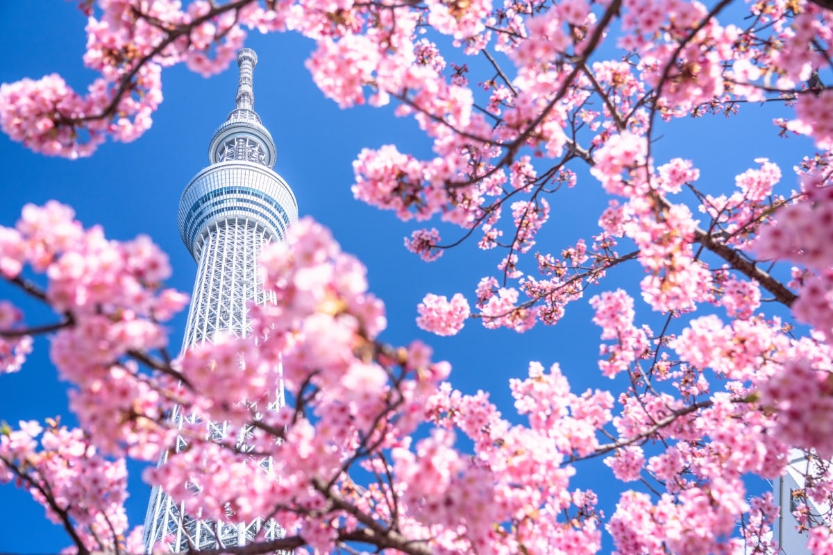 深度日本 震惊 曾经梅花才是赏花圈c位 花见 习俗与樱花上位的那些秘密 All About Japan