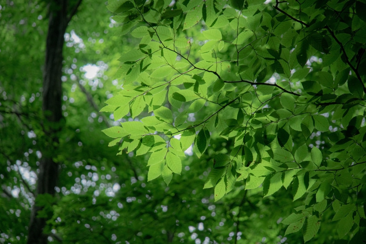 4月29日，昭和之日＋绿之日