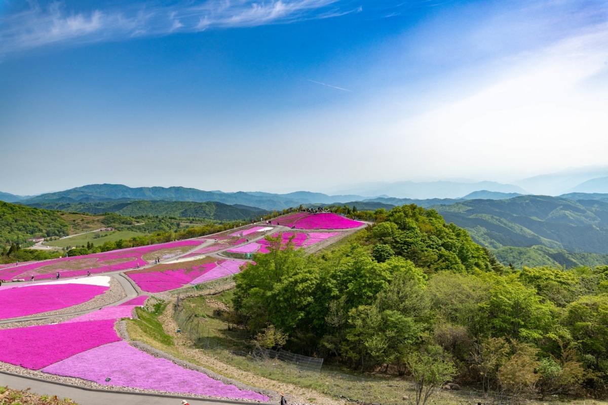 3. ชมดอกชิบะซากุระ ที่ราบสูงฉะอุสึยามะ จังหวัดไอจิ (Chausuyama Kogen, Aichi)