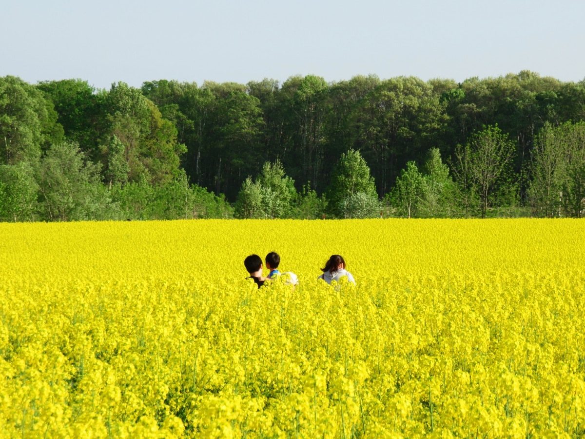 5. ชมดอกนาโนะฮานะ เมืองทาคิกาวะ จังหวัดฮอกไกโด (Takikawa, Hokkaido)