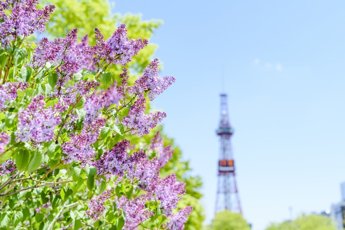 6. เทศกาลซัปโปโร ไลแลค ฮอกไกโด (Sapporo Lilac Festival, Hokkaido)