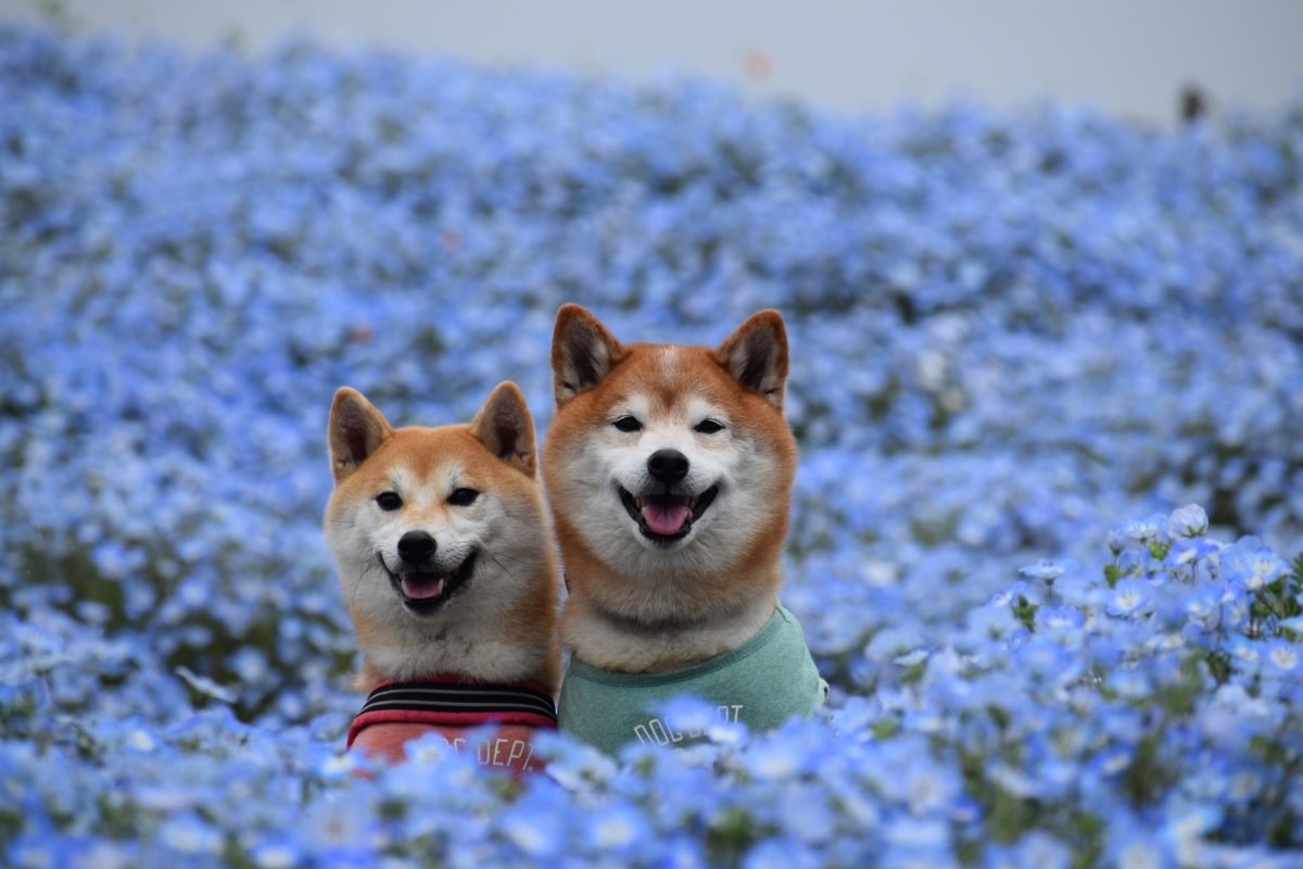 1. ทุ่งดอกเนโมฟีลา สวนฮิตาชิ ซีไซด์ ปาร์ค, จังหวัดอิบารากิ (Hitachi Seaside Park, Ibaraki)