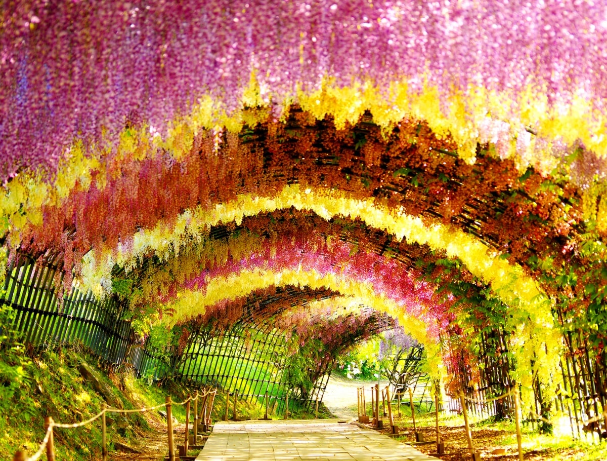 2. อุโมงค์ดอกวิสทีเรีย สวนคาวาจิฟูจิ จังหวัดฟุกุโอกะ (Kawachi Fuji Garden, Fukuoka)