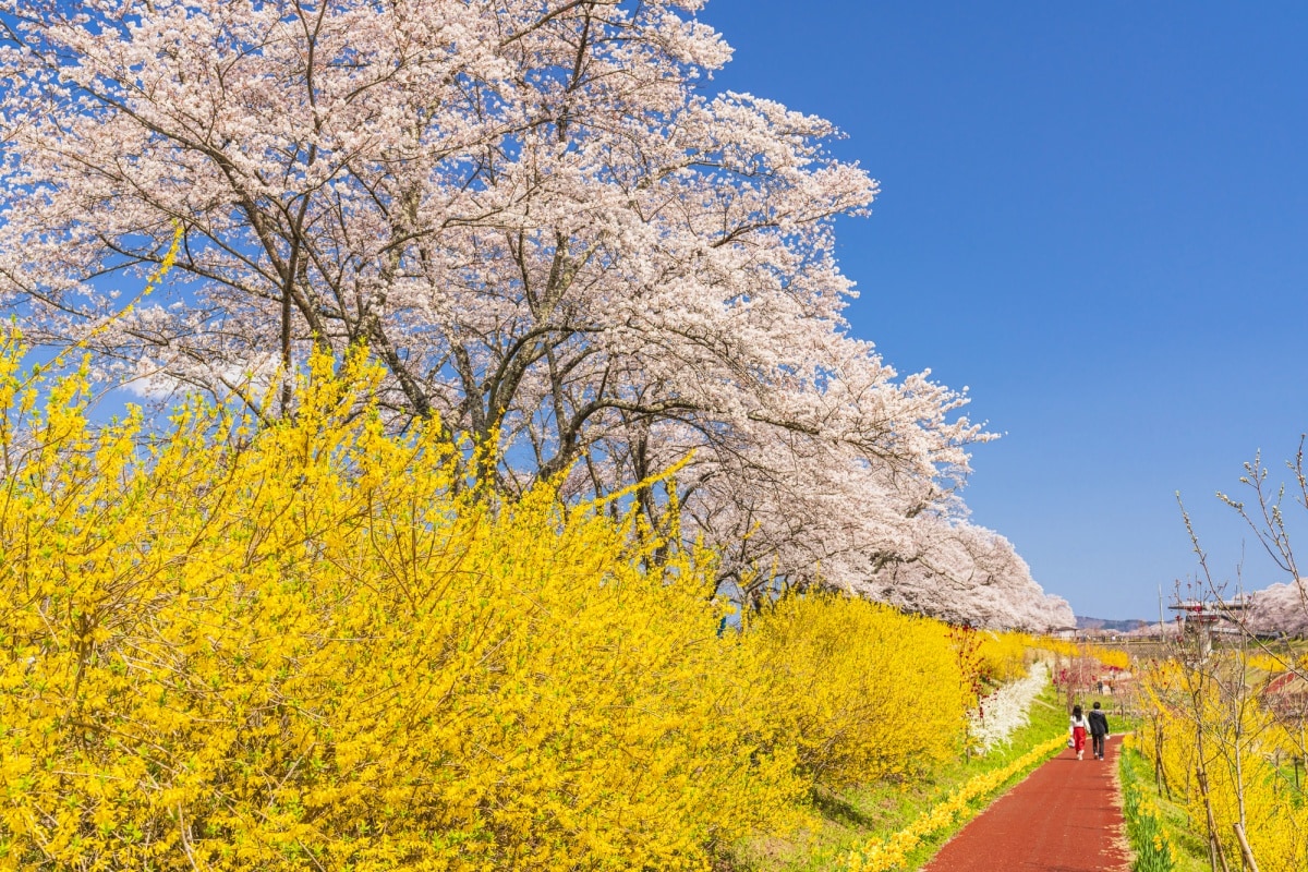 2. ซากุระริมแม่น้ำริมแม่น้ำชิโรอิชิ จ.มิยางิ (Shiroishi River Hitome Zenbon Sakura, Miyagi)