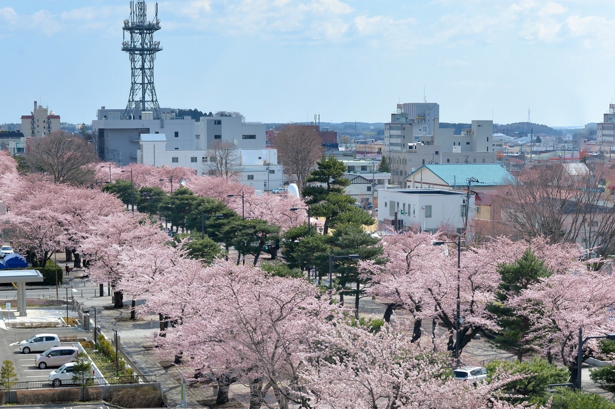 3. ซากุระที่ถนนคันโจไกโดริ เมืองโทวาดะ จ.อาโอโมริ (Towada City Kanchogai-dori, Aomori)