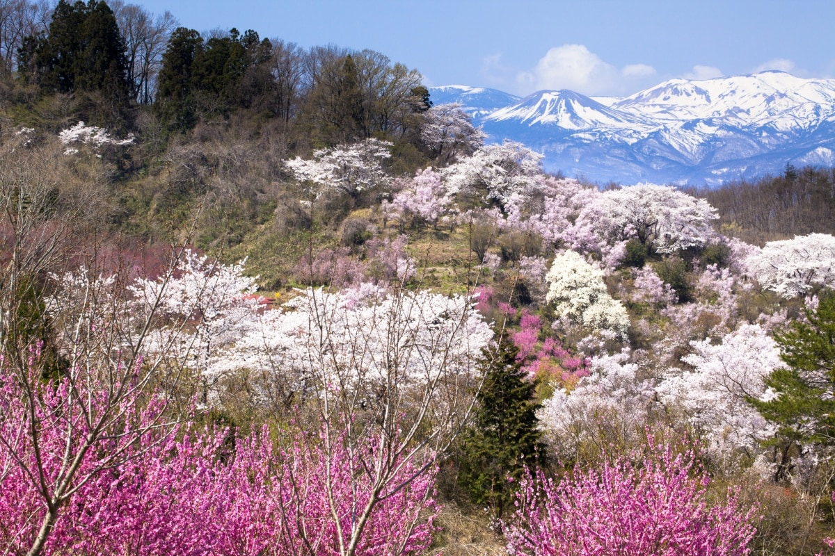 4. สวนฮานามิยามะ จ.ฟุคุชิมะ (Hanamiyama Park, Fukushima)