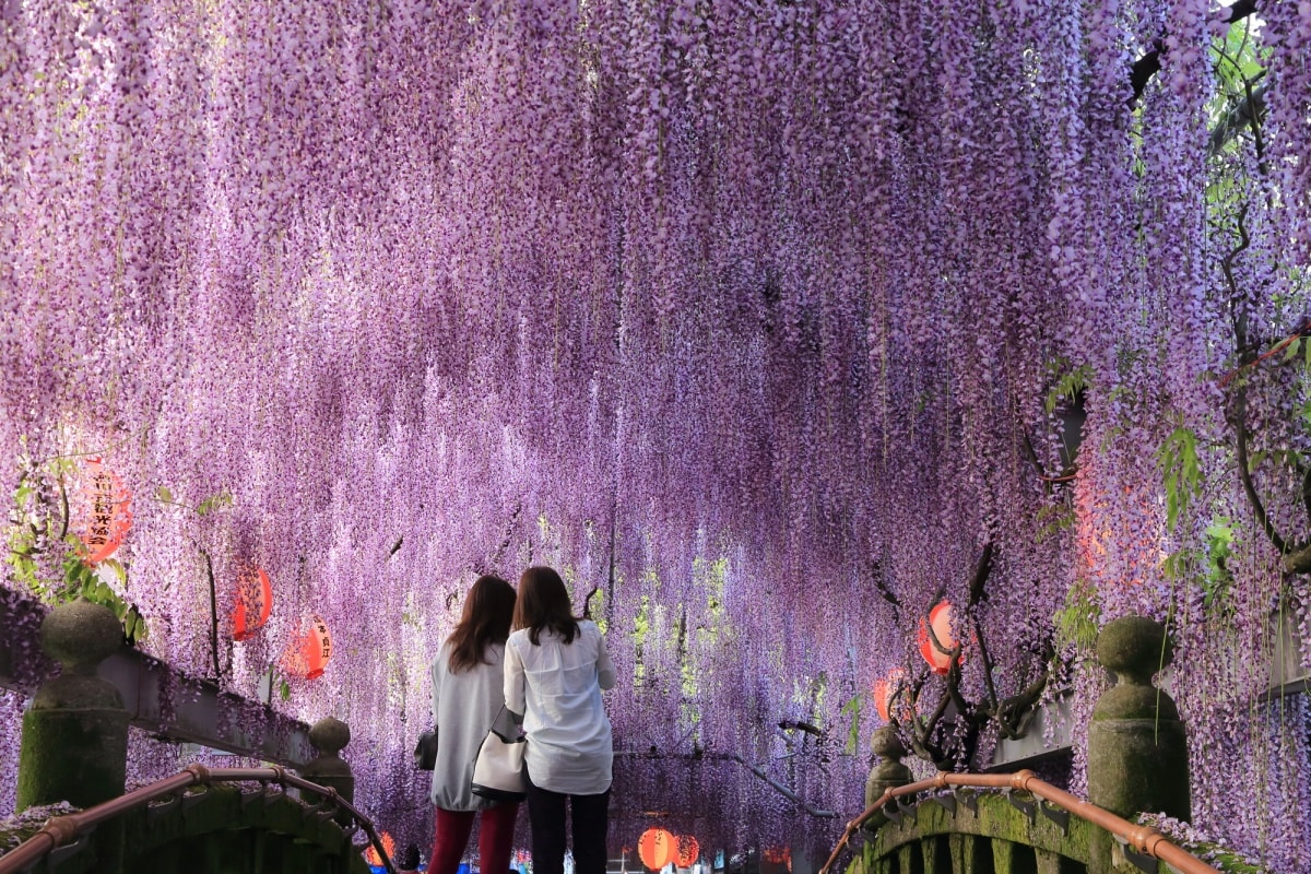 4 ดอกวิสทีเรีย (Wisteria)