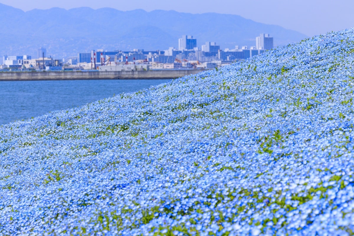 9 ดอกเนโมฟีลา (Nemophila)