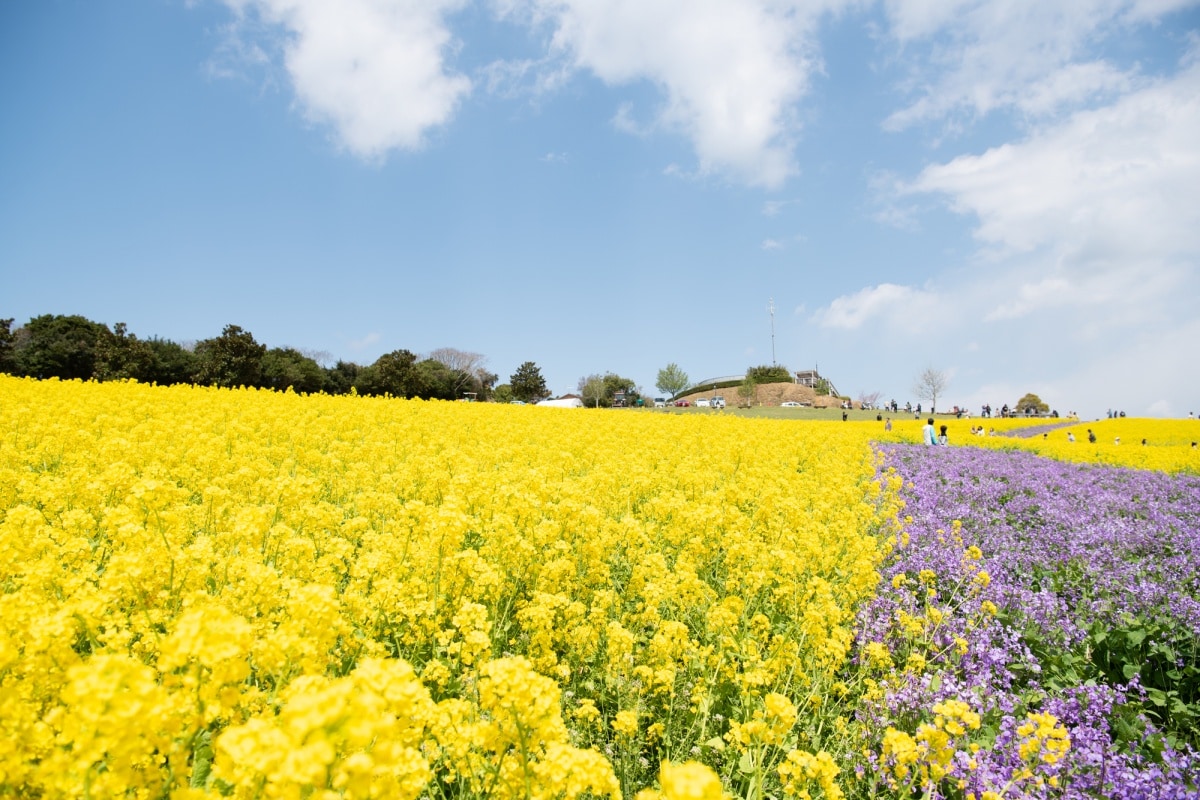 1. ชมทุ่งดอกไม้พร้อมวิวท้องทะเลที่สวนดอกไม้อาวาจิ ซาจิกิ จ.เฮียวโงะ (Awaji Sajiki Koen Park, Hyogo)