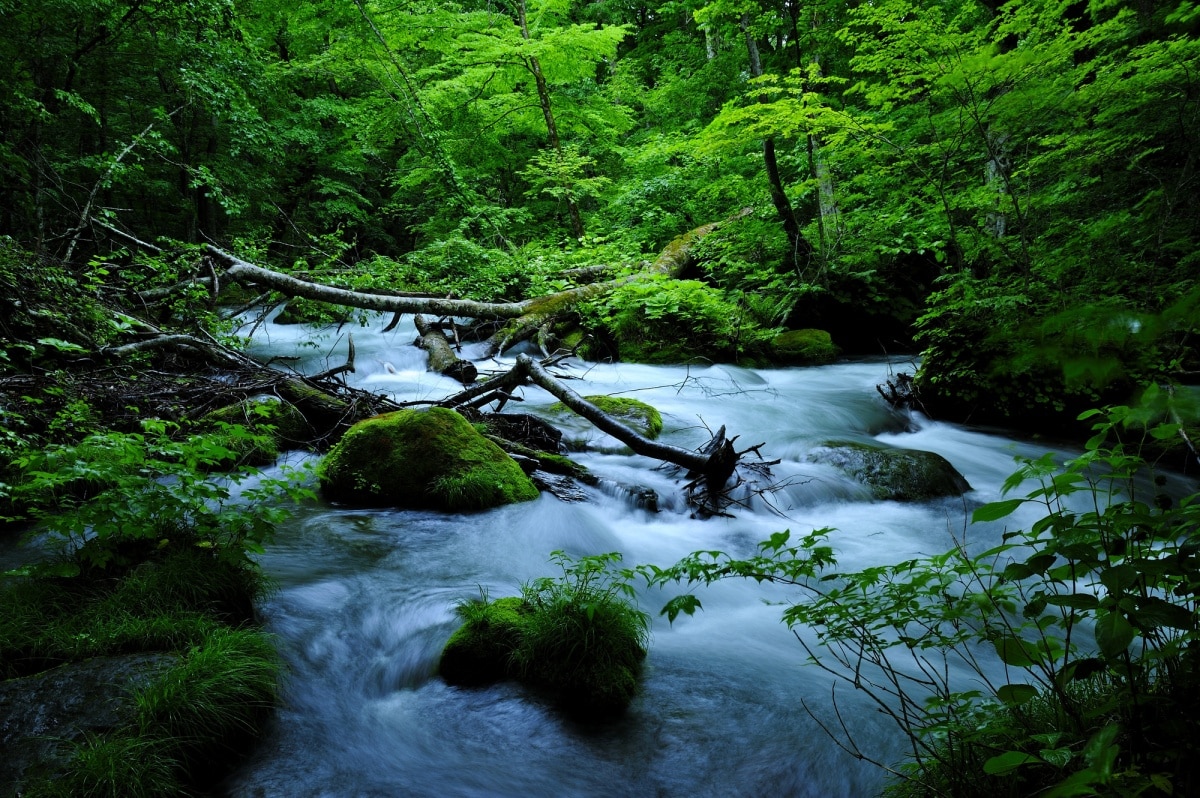 1. 青森县：奥入濑溪流