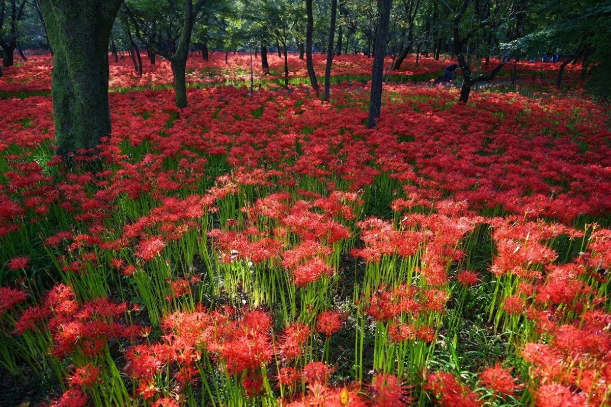 2. สวนคินชาคุดะ-มันจูชาเกะ จ.ไซตามะ (Kinchakuda-Manjushage Park, Saitama)