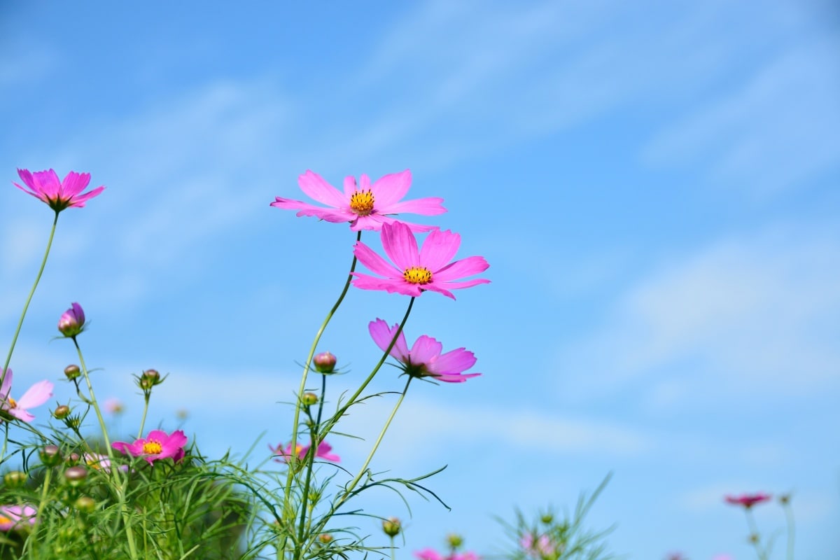 3. สวนโชวะ คิเนน จ.โตเกียว (Showa Kinen Park, Tokyo)