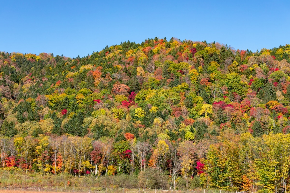 8. อุทยานแห่งชาติไดเซ็ตสึซัง จ.ฮอกไกโด (Daisetsuzan National Park, Hokkaido)