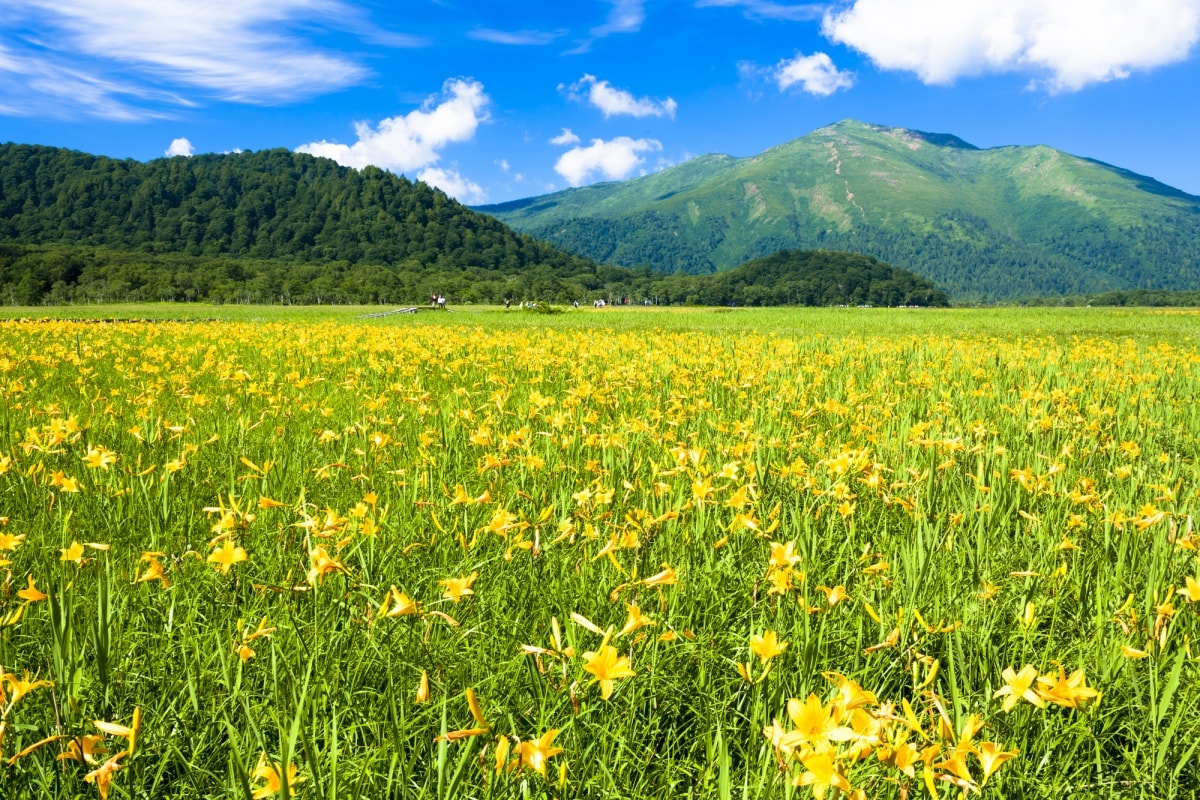 8. อุทยานแห่งชาติโอเซ จ.กุนมะ (Oze National Park, Gunma)