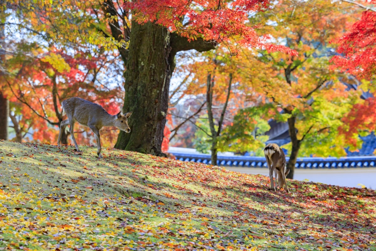 5. สวนนารา จังหวัดนารา (Nara Park, Nara)