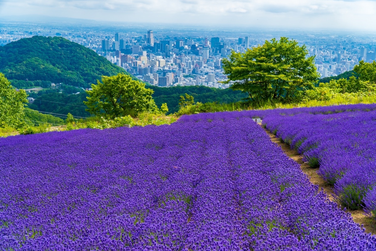 幌见峠：梦幻紫地