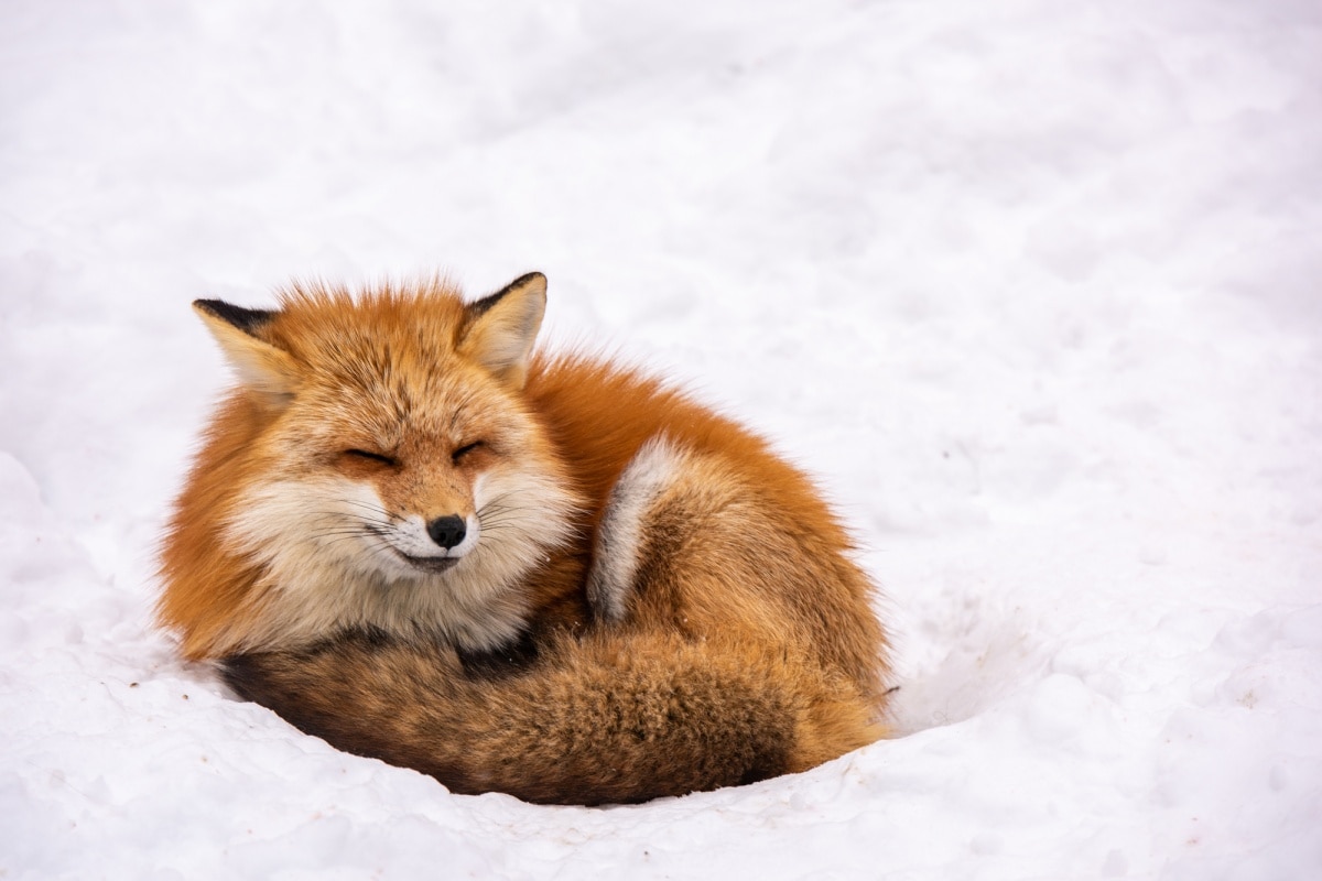 5. หมู่บ้านจิ้งจอกซาโอะ จ.มิยางิ (Zao Fox Village, Miyagi)