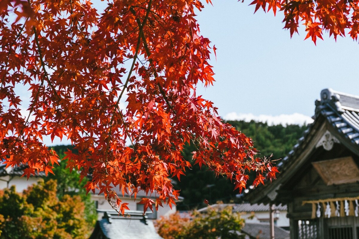 Lovely Leaves