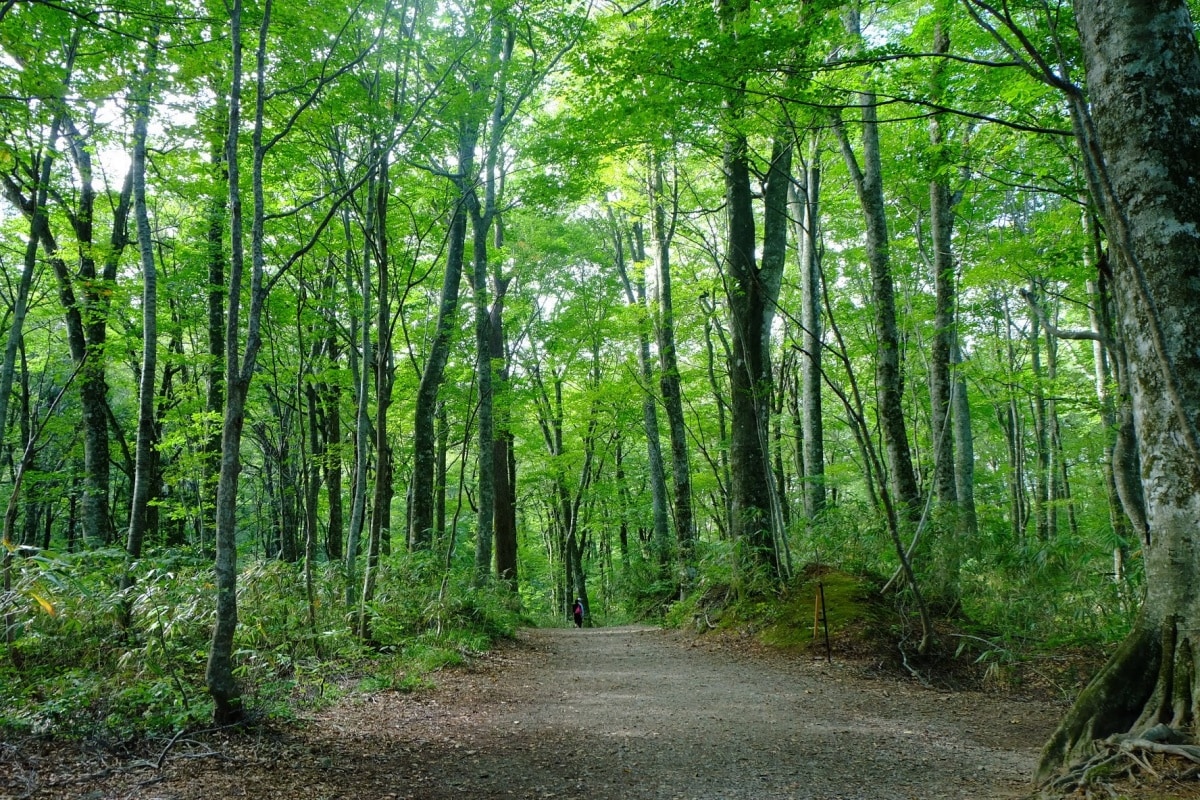 白神山地