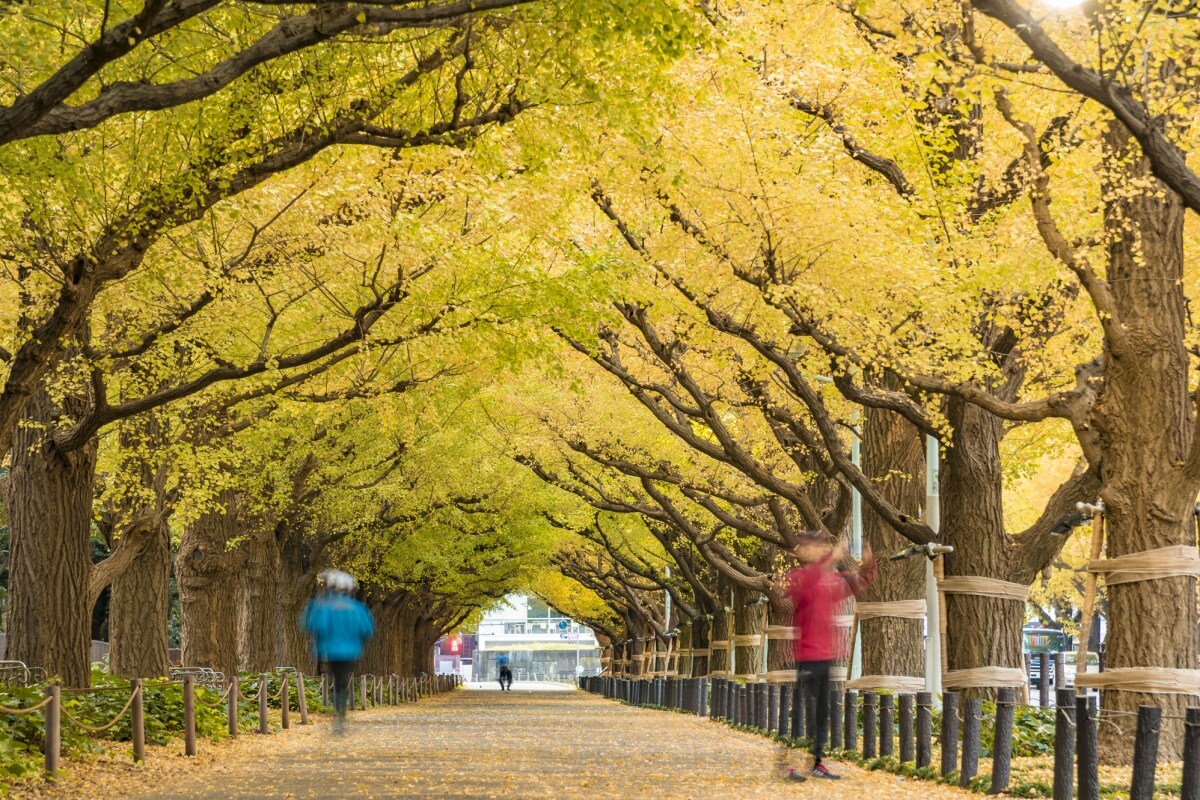 4. สวนเมจิ จิงกู ไกเอ็น (Meiji Jingu Gaien) โตเกียว (Tokyo)