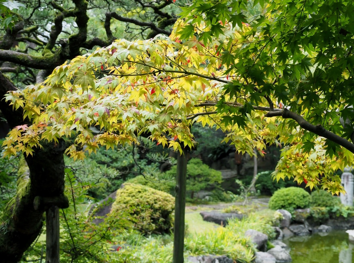 1:00pm: Walk Through Hakusan Park