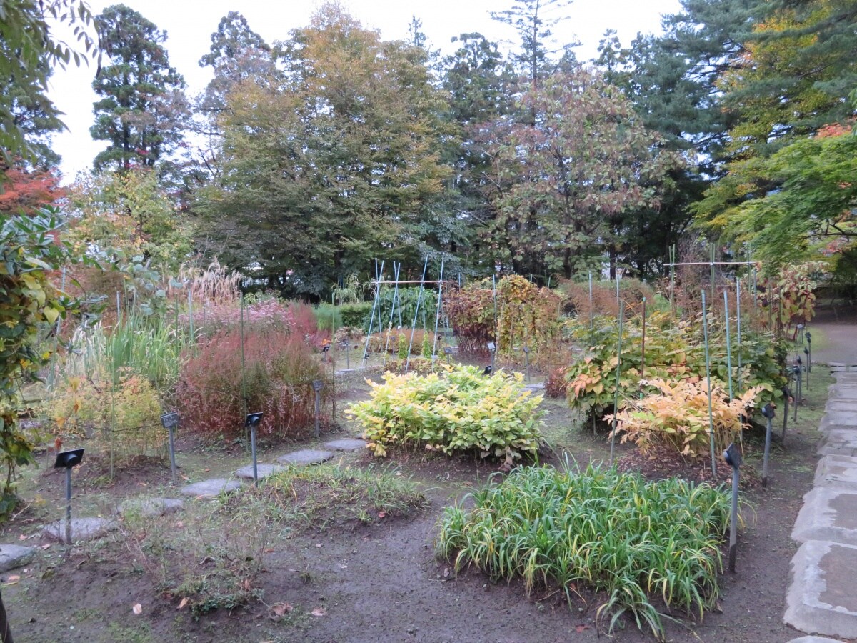 The Herb Garden and Herbal Tea