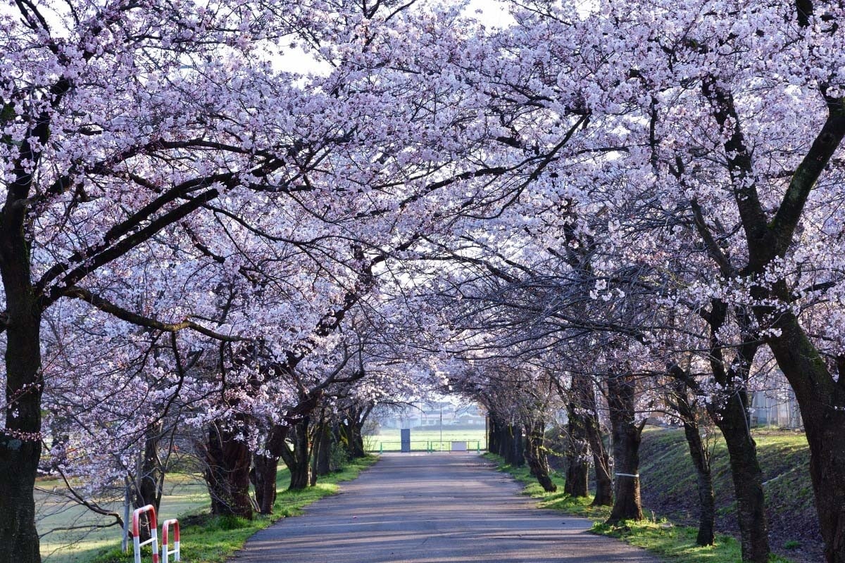 10. แม่น้ำอางาโนะ (Agano River)