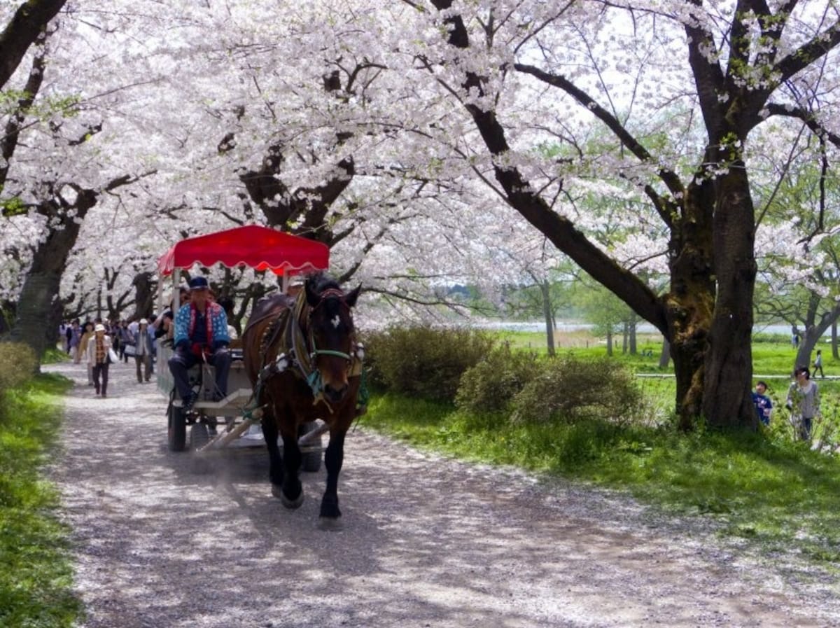 5. แม่น้ำคิตาคามิ (Kitakami River)