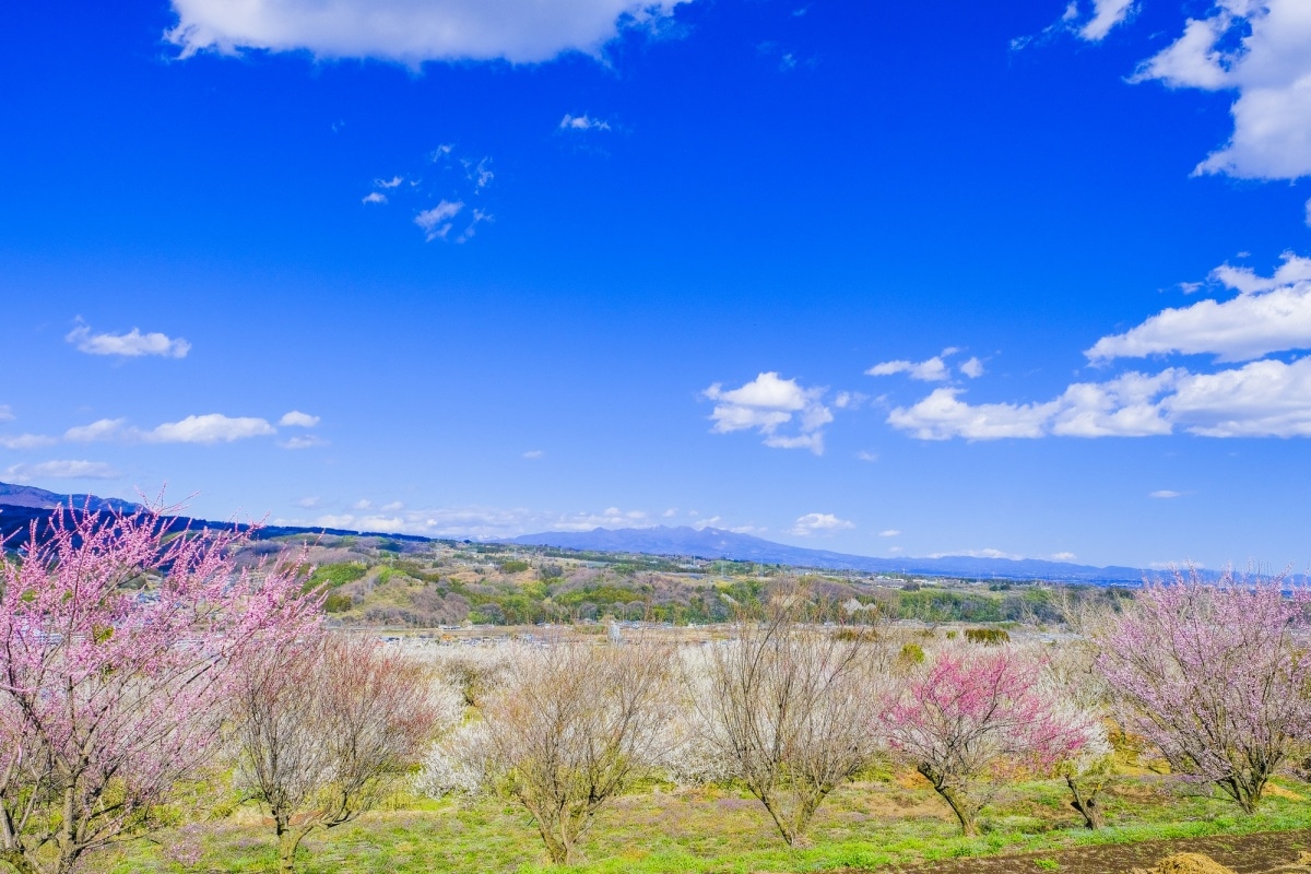 3. ป่าบ๊วยฮารุนะ (Haruna Plum Grove) จังหวัดกุมมะ (Gunma)