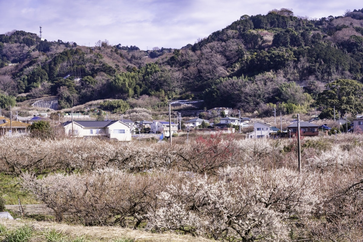 4. เทศกาลดอกบ๊วยโอดะวะระ (Odawara Ume Matsuri) จังหวัดคานากาว่า (Kanagawa)