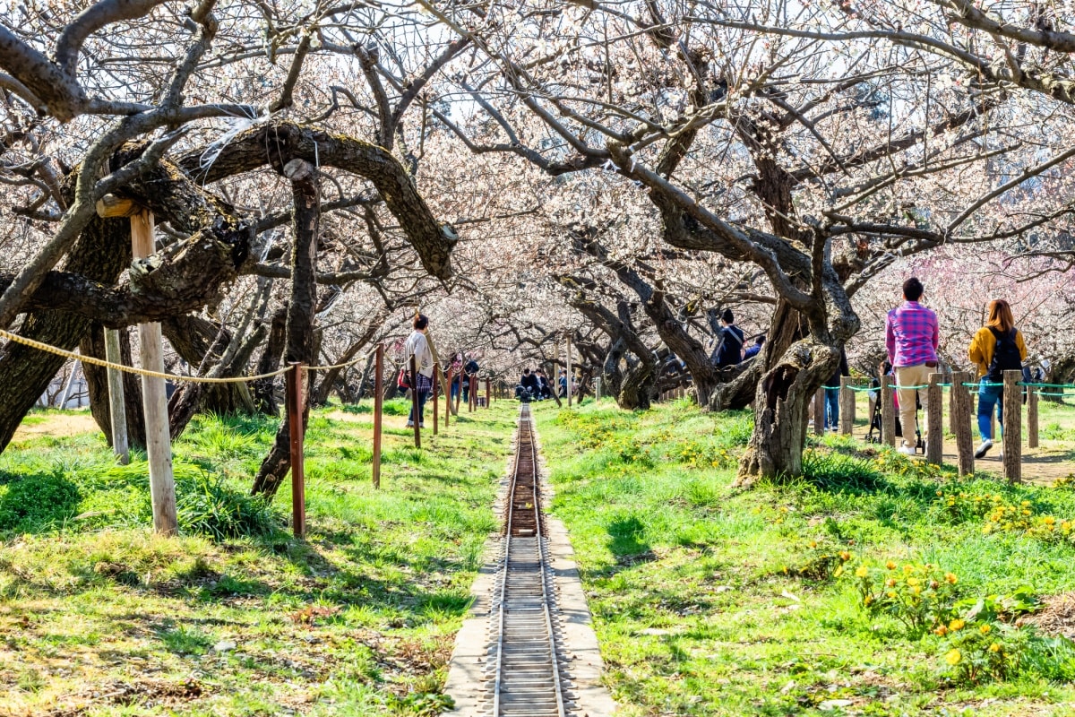 5. ป่าบ๊วยโอโกเสะ (Ogose Bairin) จังหวัดไซตามะ (Saitama)