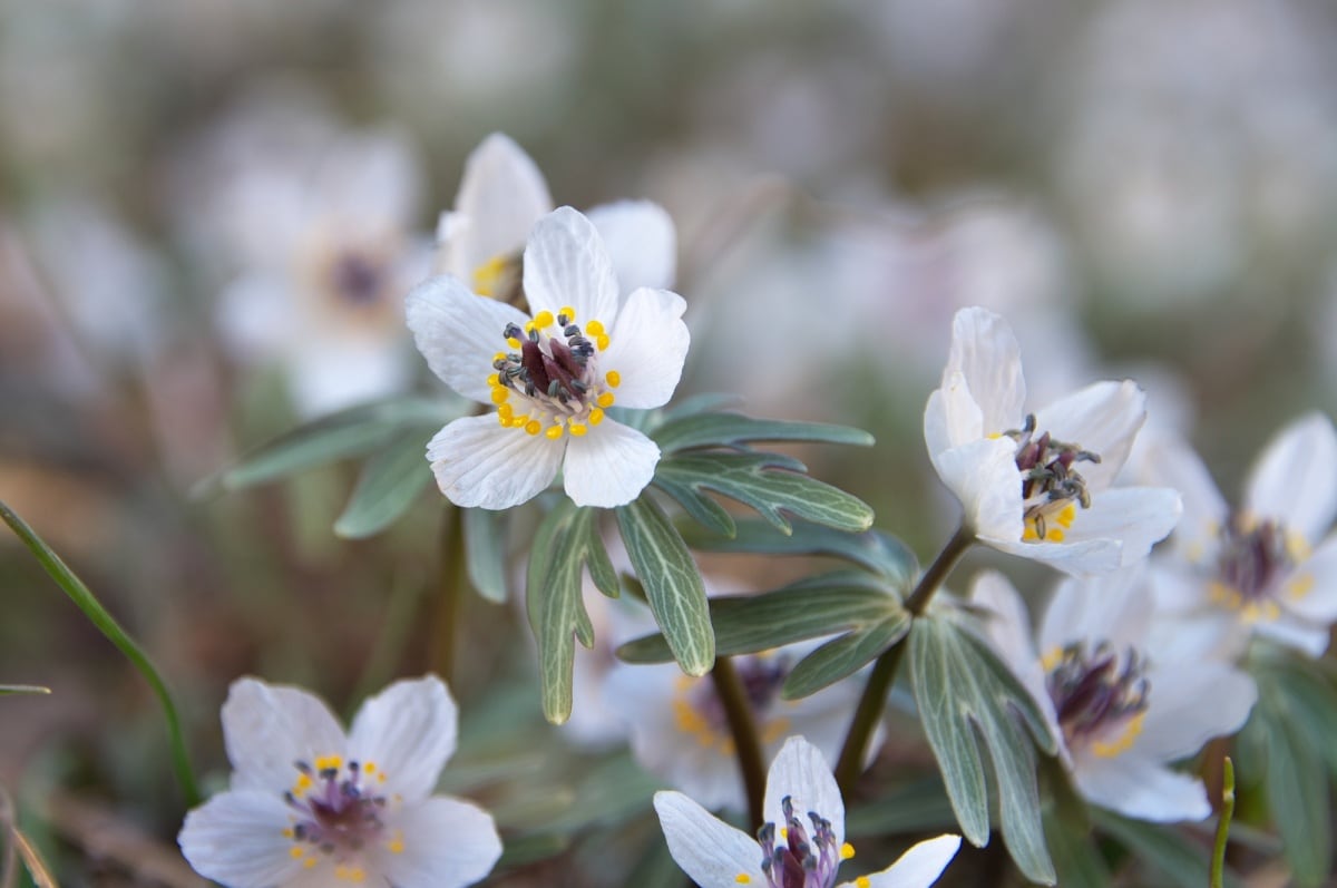 2. เซ็ทสึบุนโซ (Eranthis pinnatifida)