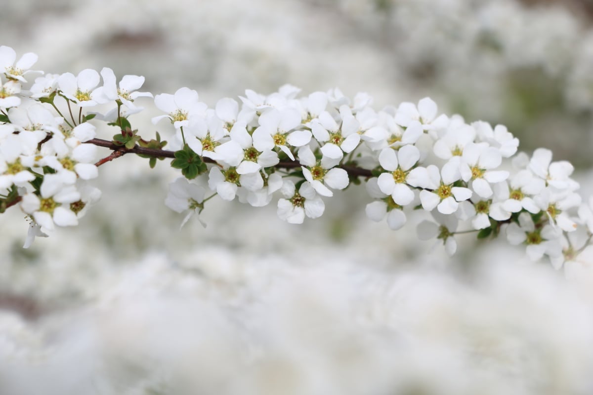 5. ยูกิยานางิ (Spiraea thunbergia)