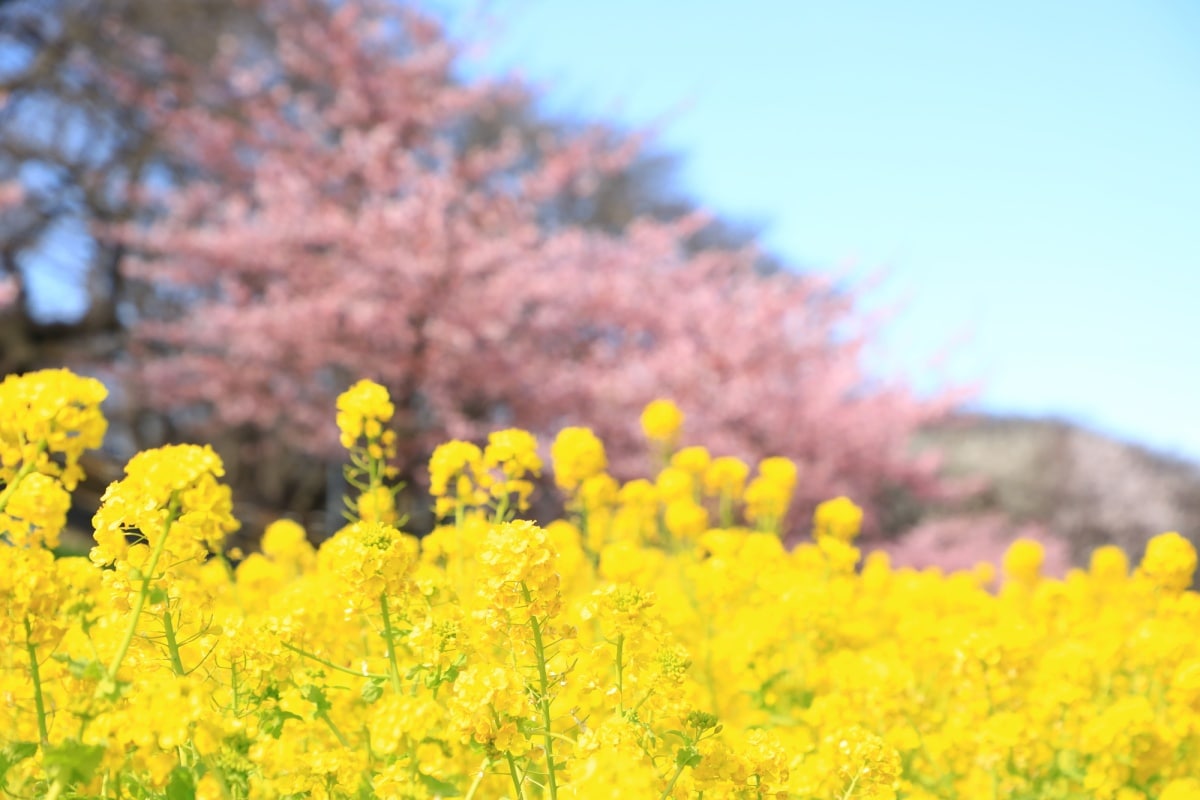 与油菜花联动