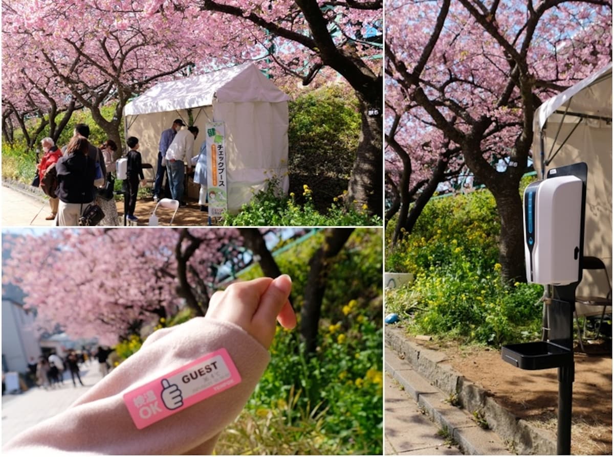 งานเทศกาลชมซากุระคาวาสึ (Kawazu Cherry Blossoms Festival) อยู่ที่ไหน