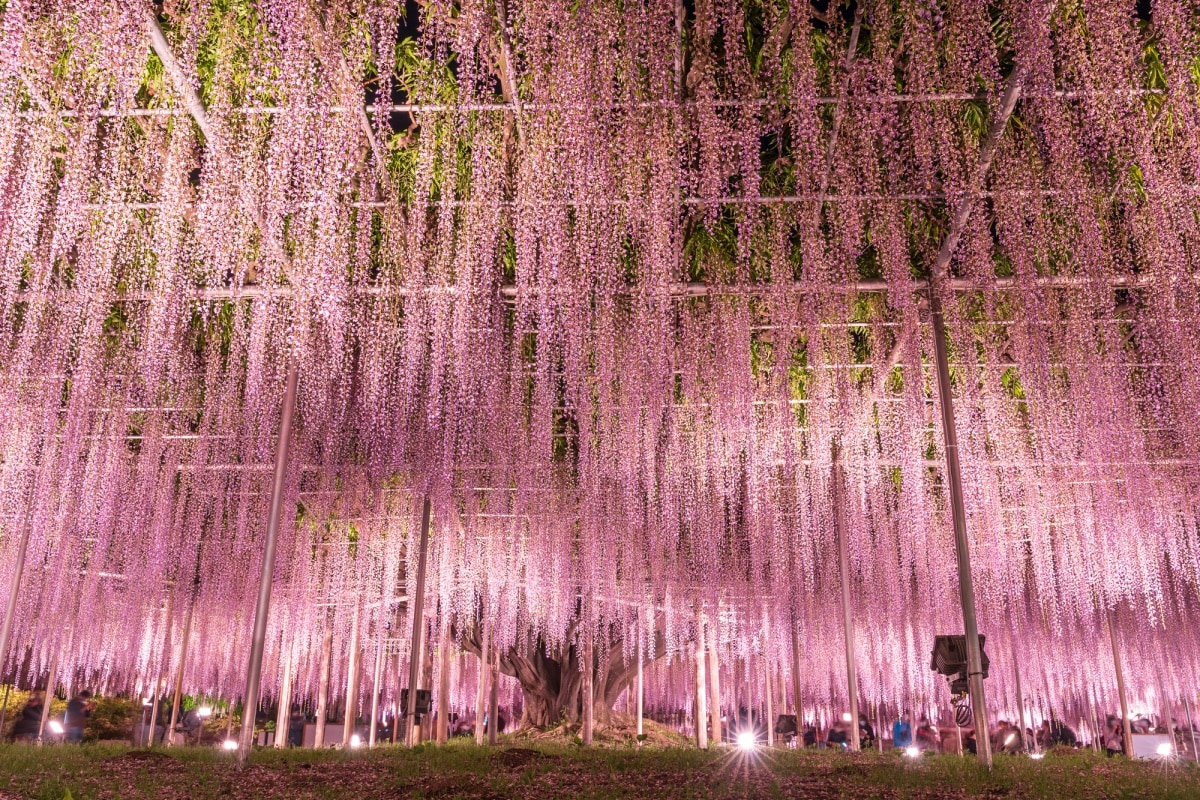 2. ดอกวิสทีเรีย : สวนดอกไม้อาชิคางะ (Wisteria, Ashikaga Flower Park)