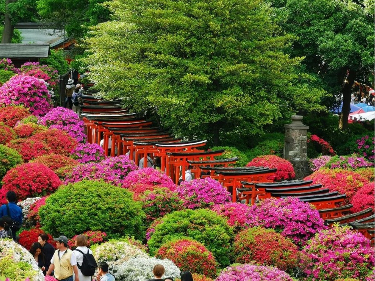 4. ดอกอาซาเลีย : ศาลเจ้าเนซุ (Azalea, Nezu Shrine)