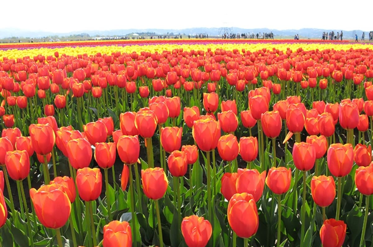 3. ดอกทิวลิป : สวนมุระมัตสึ (Tulip, Muramatsu Park)