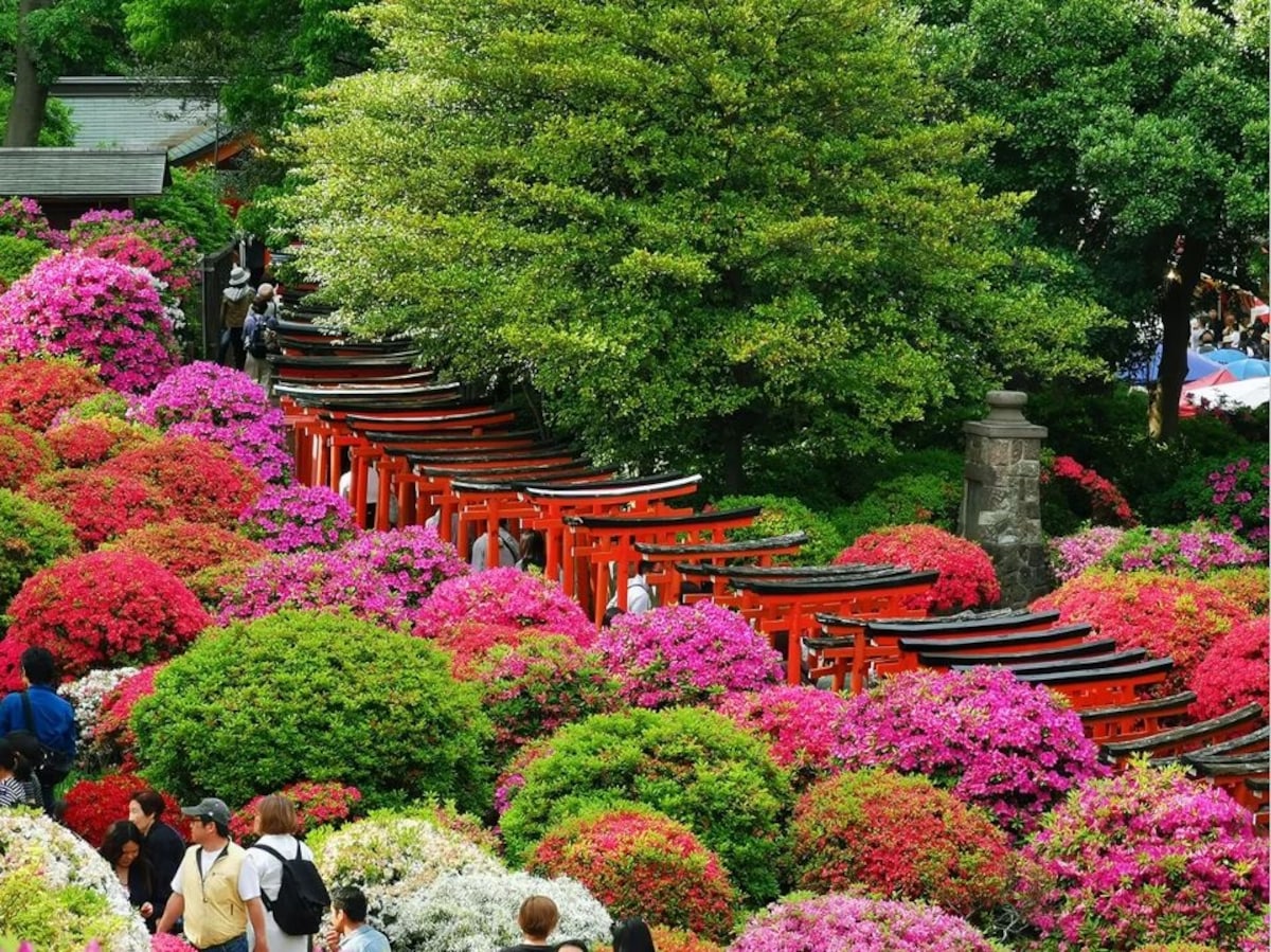 1. ศาลเจ้าเนซุ (Nezu Shrine) โตเกียว (Tokyo)