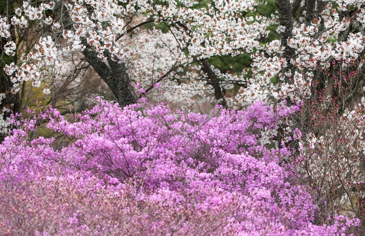 4. สวนยาทากะยามะ (Yatakayama Park) จังหวัดโอคายามะ (Okayama)